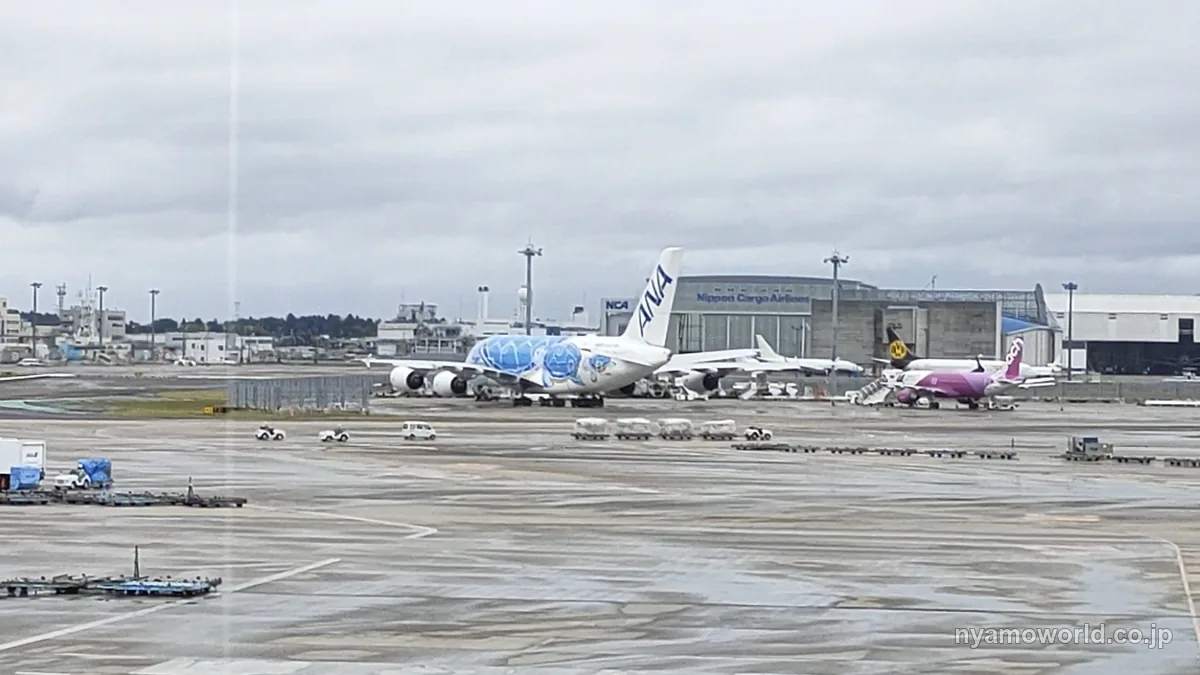 成田空港の駐機場に並ぶブルーとグリーンのANAフライングホヌ