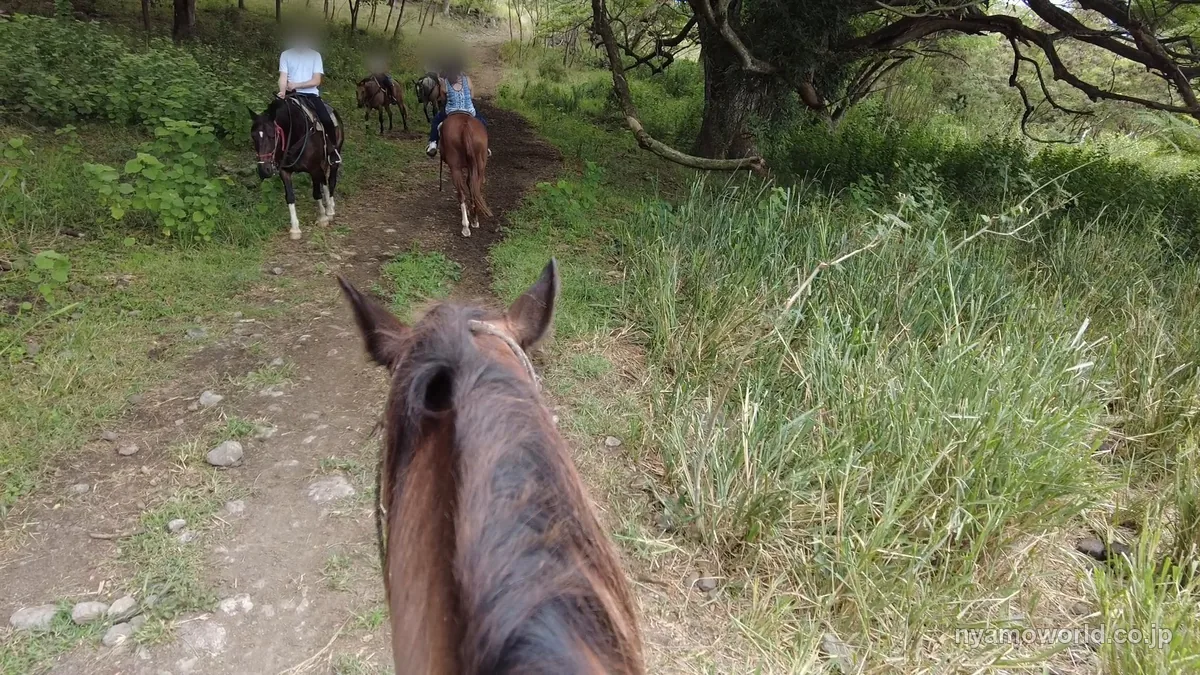 クアロア・ランチの乗馬ツアーで山あいの道を馬で進む様子