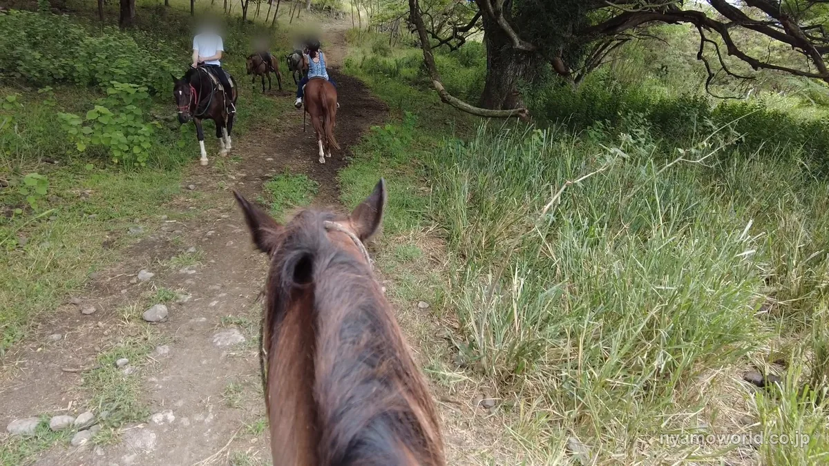 オアフ島クアロア・ランチの乗馬ツアーで馬上から見た山道